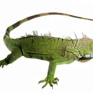 3-4 Foot Green Iguana For Sale