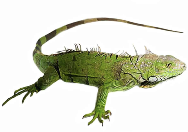 3-4 Foot Green Iguana For Sale