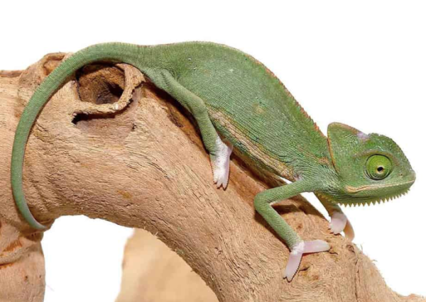 Translucent Veiled Chameleon (4-5 Inch)