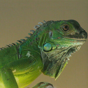 5-6 Foot Green Iguana For Sale