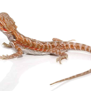 Hypo Leatherback Bearded Dragon For Sale