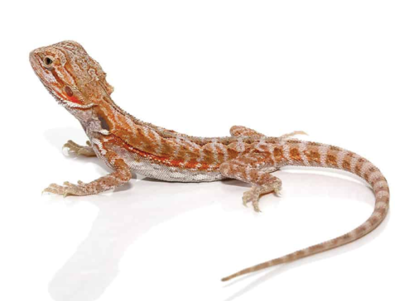 Hypo Leatherback Bearded Dragon For Sale