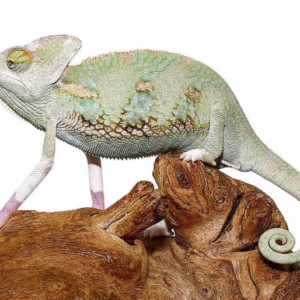 Translucent Veiled Chameleon for Sale