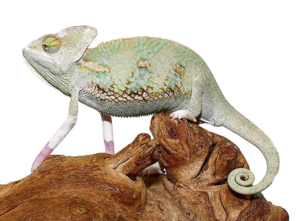 Translucent Veiled Chameleon for Sale