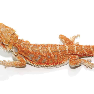 8-10 Inch Hypo Inferno Blue Bar Bearded Dragon For Sale