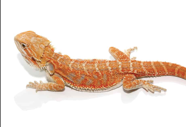 8-10 Inch Hypo Inferno Blue Bar Bearded Dragon For Sale