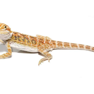 8-10 Inch Inferno Bearded Dragon For Sale