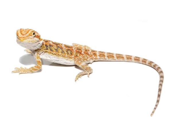 8-10 Inch Inferno Bearded Dragon For Sale