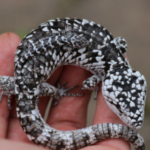 Abronia Deppii for Sale