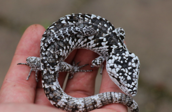 Abronia Deppii for Sale