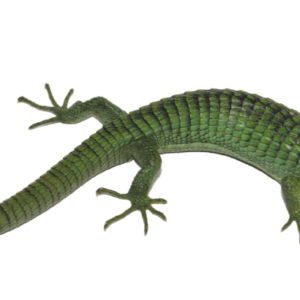 Mexican Alligator Lizard For Sale