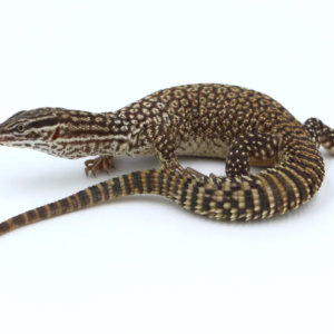 Monitor Lizards For Sale