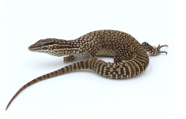 Monitor Lizards For Sale