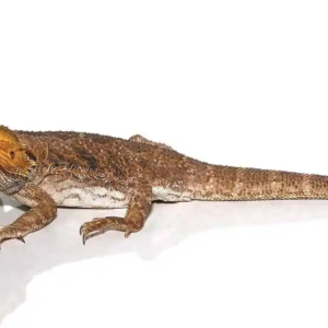 Adult Citrus Blue Bar Bearded Dragon For Sale