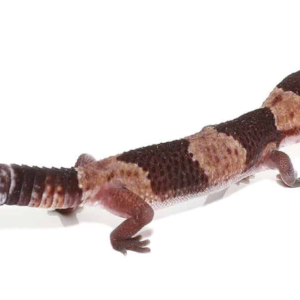 African Fat Tail Gecko for Sale