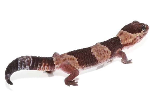 African Fat Tail Gecko for Sale