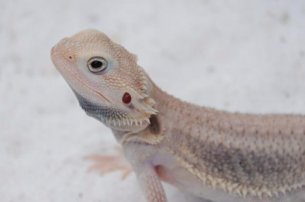 Albino Bearded Dragon For Sale