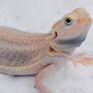 Albino Bearded Dragon For Sale