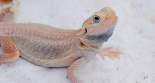 Albino Bearded Dragon For Sale