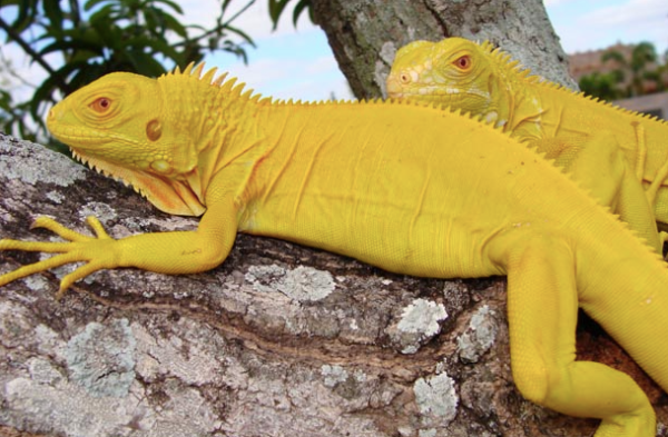 Albino Iguana For Sale