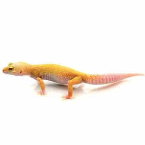 Albino Leopard Gecko for Sale