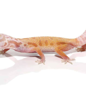 Albino Leucistic Leopard Gecko for Sale