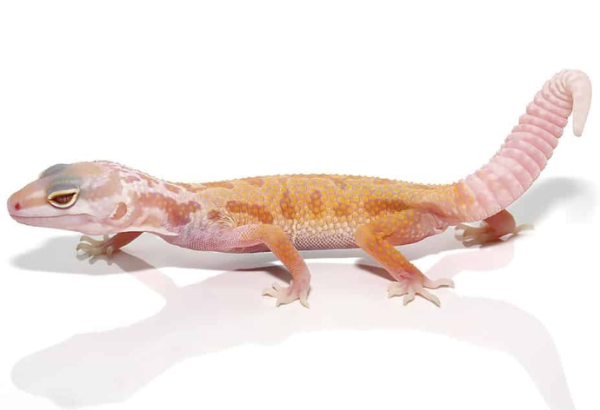 Albino Leucistic Leopard Gecko for Sale