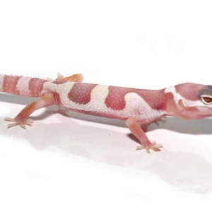 Albino Mack Snow Leopard Gecko For Sale