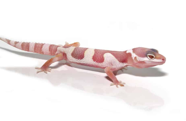 Albino Mack Snow Leopard Gecko For Sale