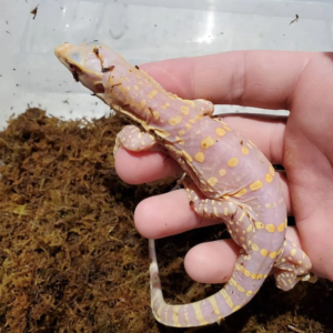 Albino Asian Water Monitor For Sale