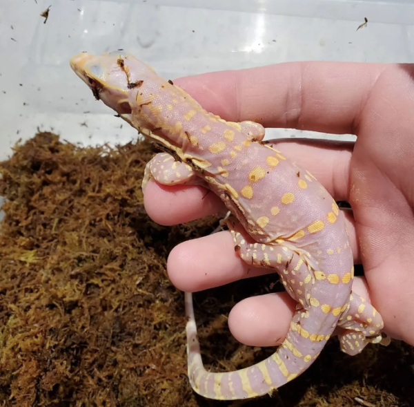 Albino Asian Water Monitor For Sale