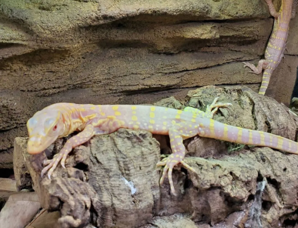 Albino Asian Water Monitor For Sale