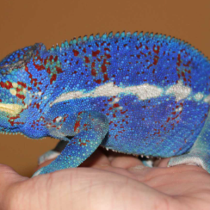 Ambanja Panther Chameleon For Sale