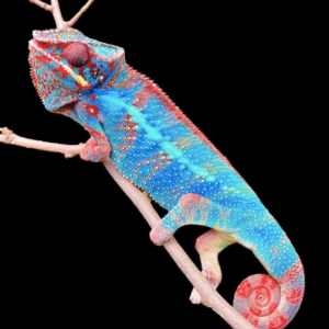 Ambilobe Panther Chameleon for Sale