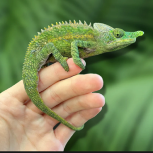 Antimena Chameleon for Sale