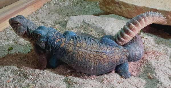 Arabian Blue Uromastyx for Sale