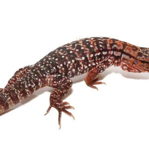 Argentine Red Tegu For Sale