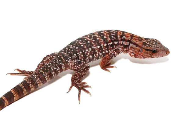 Argentine Red Tegu For Sale