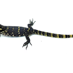 Asian Water Monitor for Sale