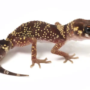 Australian Barking Gecko for Sale