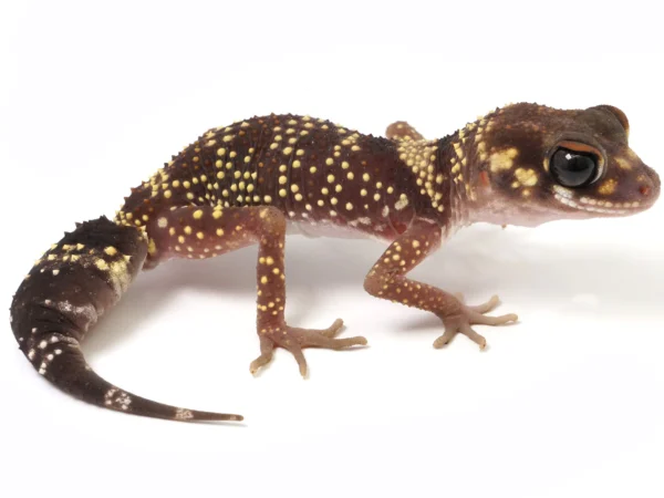 Australian Barking Gecko for Sale