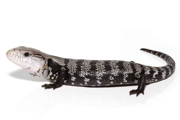 Axanthic Halmahera Blue Tongue Skink For Sale