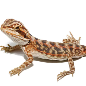 Baby Blue Bar Leatherback Bearded Dragon For Sale