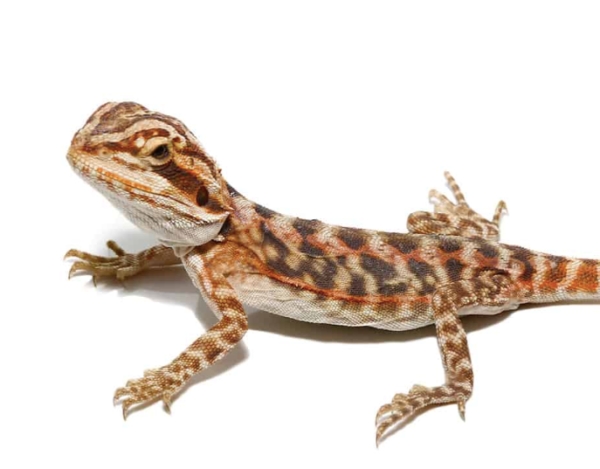 Baby Blue Bar Leatherback Bearded Dragon For Sale