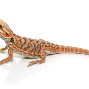 Baby Blue Bar Silky Bearded Dragon For Sale