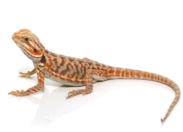 Baby Blue Bar Silky Bearded Dragon For Sale