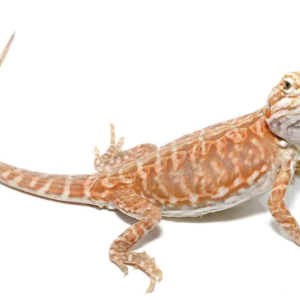 Baby Blue Bar Silky Inferno Hypo Bearded Dragon For Sale