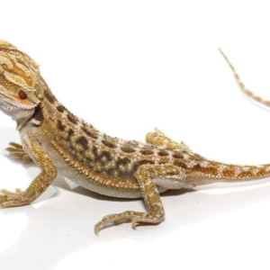 Baby Citrus Dunner Bearded Dragon For Sale