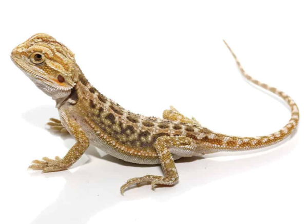 Baby Citrus Dunner Bearded Dragon For Sale