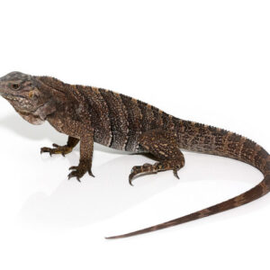 Baby Grand Cayman Blue Iguana For Sale